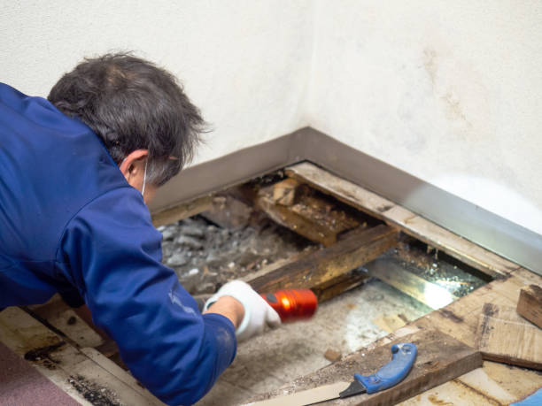 Office Mold Removal Services in Cayuga Heights, NY