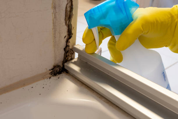 Trusted Cayuga Heights, NY Mold Removal Experts