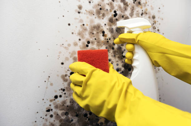 Best Office Mold Removal Services  in Cayuga Heights, NY
