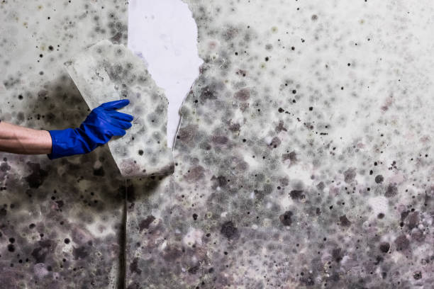 Mold Removal and Inspection in Cayuga Heights, NY