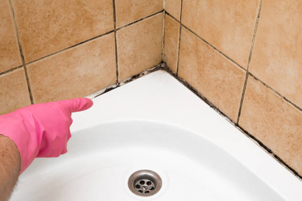 Best Local Mold Removal Service  in Cayuga Heights, NY
